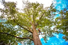 Best Seasonal Cleanup (Spring/Fall)  in Alpharetta, GA