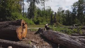 Best Storm Damage Tree Cleanup  in Alpharetta, GA