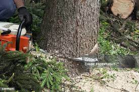 How Our Tree Care Process Works  in  Alpharetta, GA