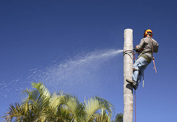 Best Fruit Tree Pruning  in Alpharetta, GA
