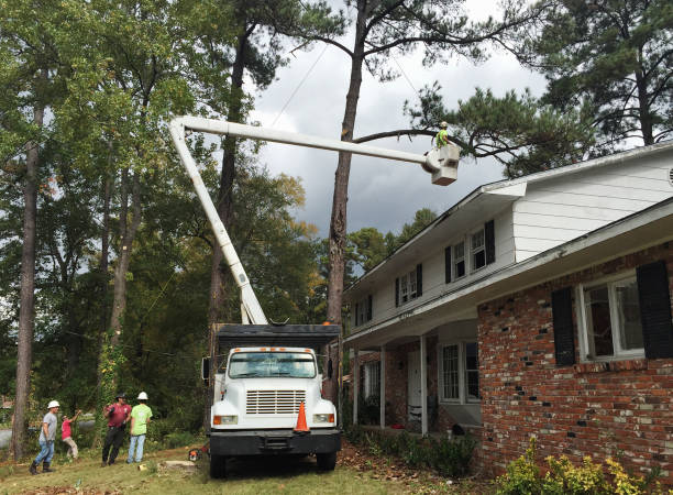 Best Hedge Trimming  in Alpharetta, GA