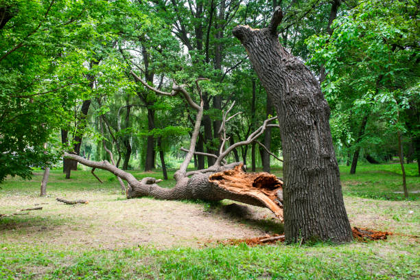 Best Tree Trimming and Pruning  in Alpharetta, GA