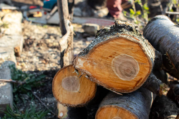 Best Tree Preservation Services  in Alpharetta, GA
