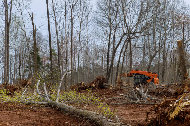 Best Tree Removal  in Alpharetta, GA