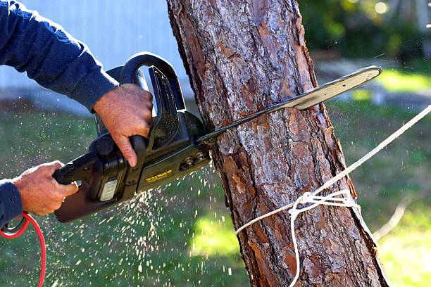 Best Tree and Shrub Care  in Alpharetta, GA