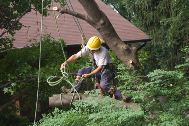  Alpharetta, GA Tree Care Pros