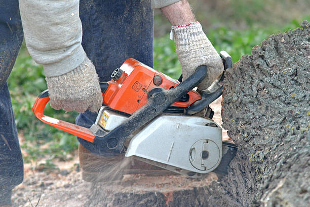 Best Pest Control for Lawns  in Alpharetta, GA