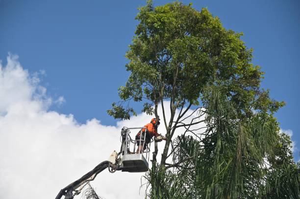 Best Emergency Tree Removal  in Alpharetta, GA