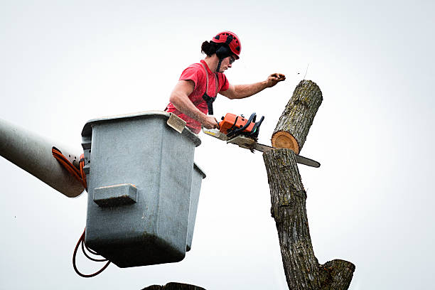 Best Stump Grinding and Removal  in Alpharetta, GA