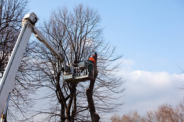 Best Tree Mulching  in Alpharetta, GA