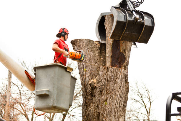 Best Arborist Consultation Services  in Alpharetta, GA