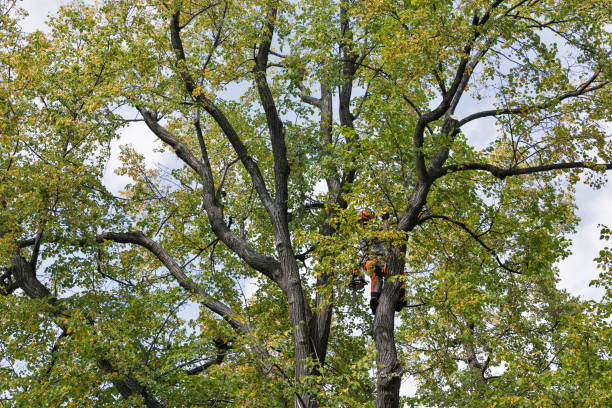 Best Tree Cabling and Bracing  in Alpharetta, GA